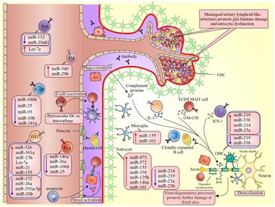 The role of microRNAs involved in the disorder of blood–brain barrier in the pathogenesis of multiple sclerosis